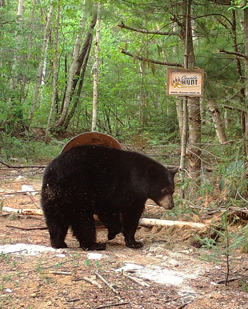 chasse à l'ours noir