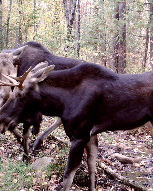 chasse à l'orignal