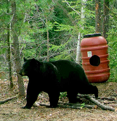 chasse à l'ours noir