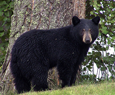 chasse ours noir