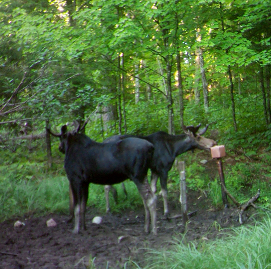 orignal-canada hunt adventure